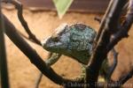 Parson's chameleon