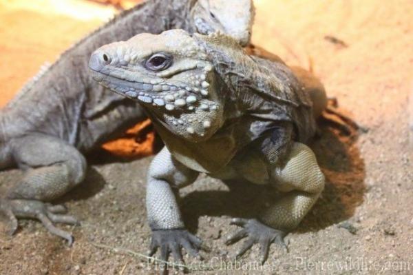 Grand Cayman blue iguana