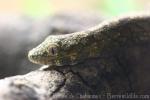 Bauer's chameleon-gecko