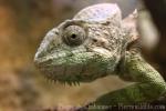 Warty Chameleon