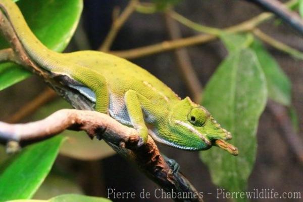 Canopy chameleon