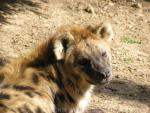 Spotted hyaena