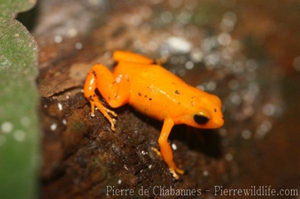 Golden mantella