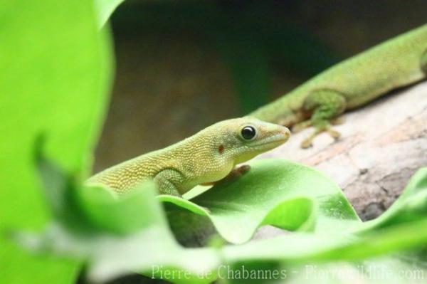 Yellow-throated day gecko