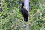 African openbill