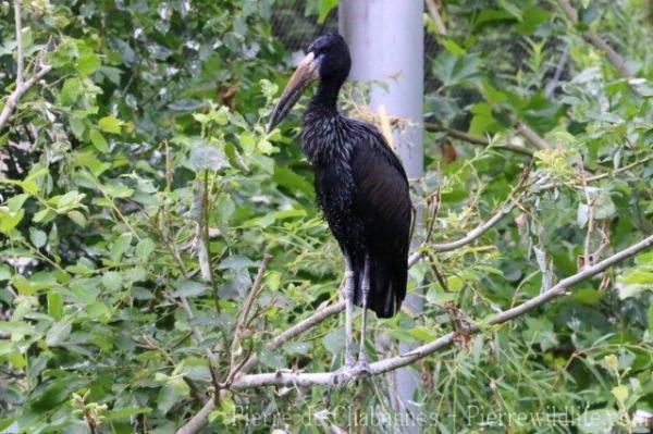 African openbill