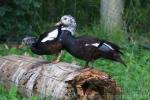 White-winged duck