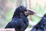 Western piping hornbill