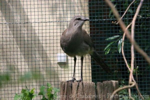 Black-legged seriema