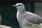 Black-legged seriema