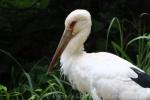 Maguari stork