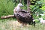 Himalayan griffon