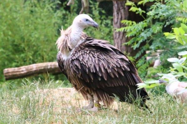 Himalayan griffon