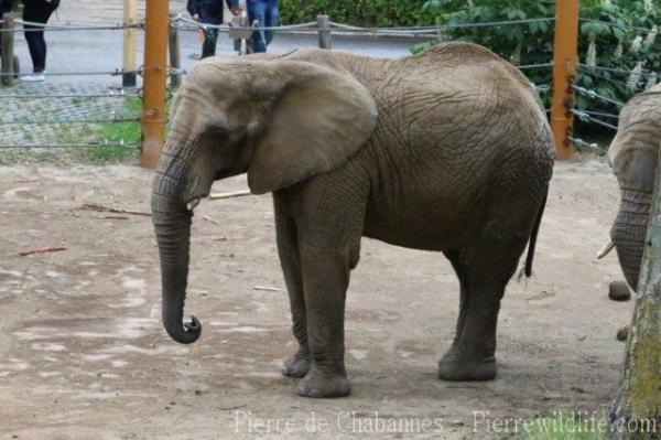 African elephant