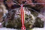Skunk cleaner shrimp