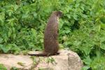 Gambian mongoose