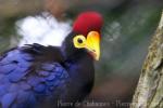 Ross's turaco