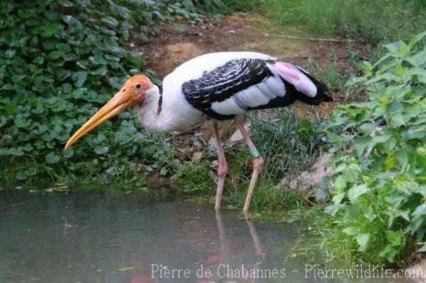 Painted stork