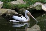 Australian pelican