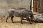 Common warthog