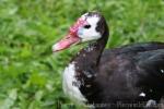 Spur-winged goose