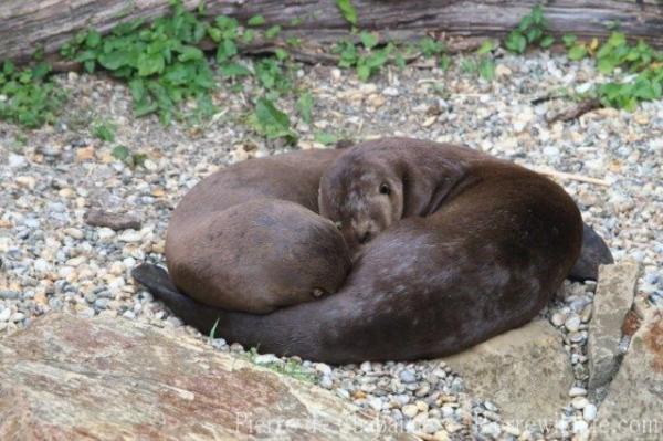 Giant otter