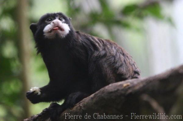 Moustached tamarin