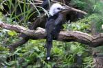 White-crested hornbill