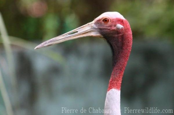 Indochinese sarus crane