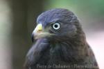 Rufous-winged buzzard