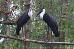 Woolly-necked stork