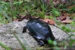 Yellow-headed temple turtle