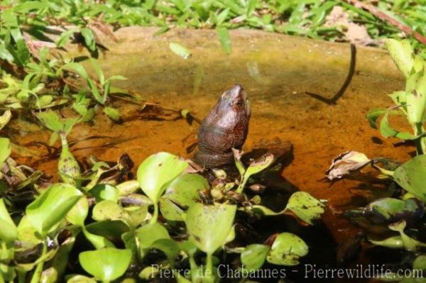 Giant Asian pond turtle