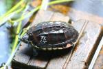 Mekong snail-eating turtle