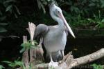 Spot-billed pelican