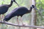 White-shouldered ibis