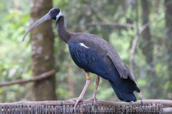 White-shouldered ibis