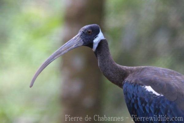 White-shouldered ibis