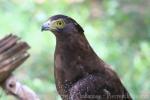 Crested serpent-eagle