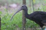 Giant ibis