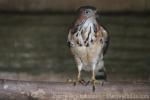 Crested goshawk