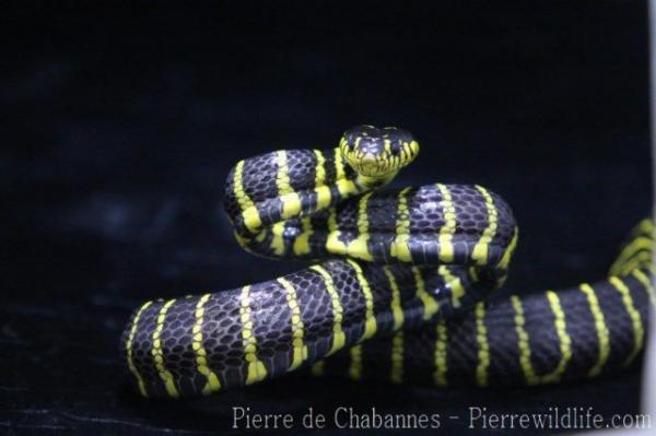 Mangrove snake