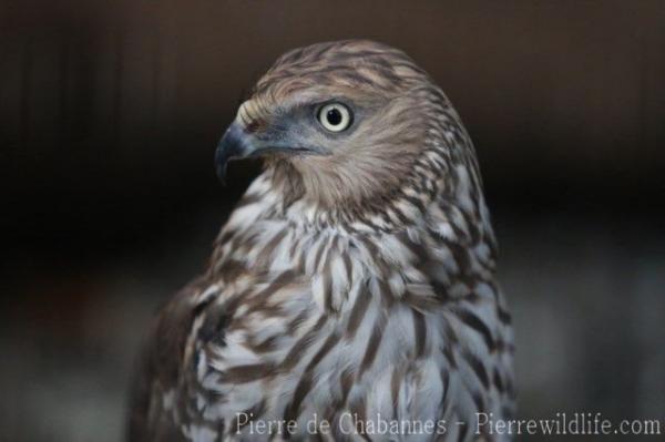 Pied harrier