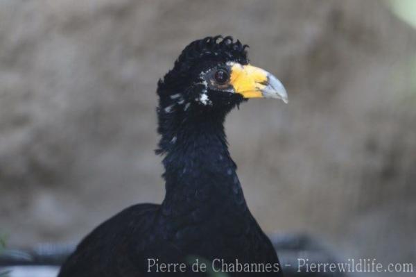 Black curassow