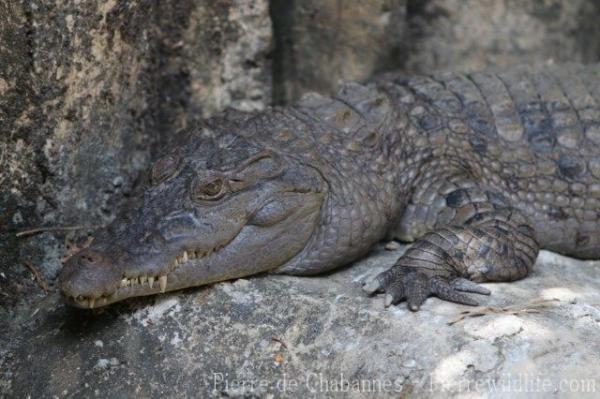 Philippine crocodile
