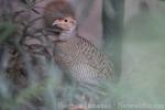 Grey francolin