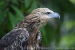 White-bellied sea-eagle