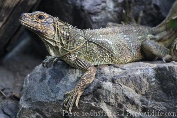 Philippine sailfin lizard