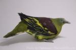 Philippine green-pigeon