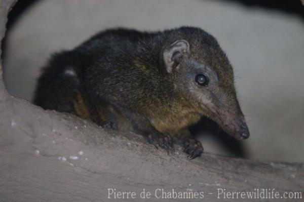 Palawan treeshrew